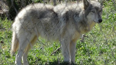 Köpekleri ilk olarak kimler evcilleştirdi?