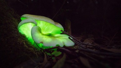 Çarpıcı araştırma: Mantarlar birbirleriyle konuşabiliyor